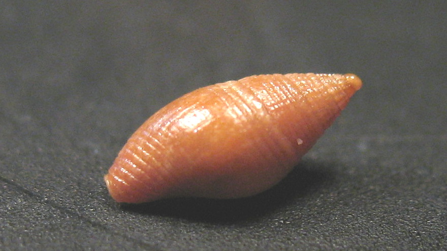 Mitrolumna melitensis